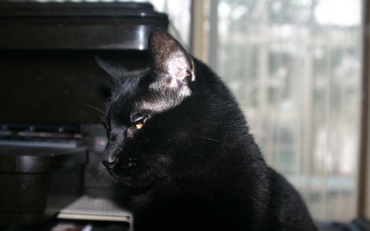Cat ftd